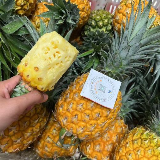 海南冬蜜凤梨 商品图4