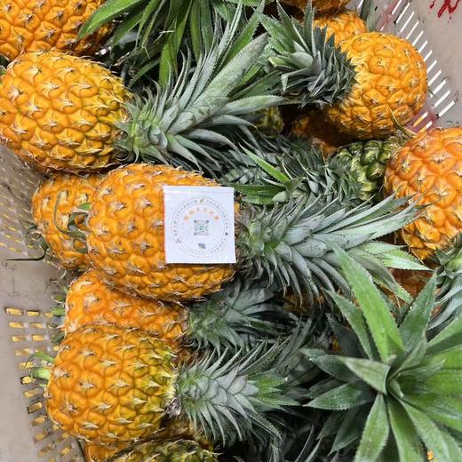 海南冬蜜凤梨 商品图5