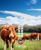 贵州黄牛原切牛肉粒 商品缩略图7