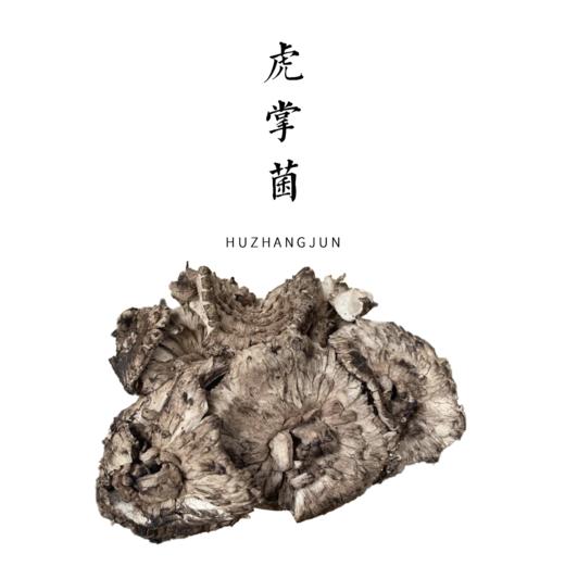 野生虎掌菌  500g（发货时间在3天左右）【基地直发】| 产地：云南迪庆维西 | 生产者：四时山野【公平贸易农人定价】 商品图0