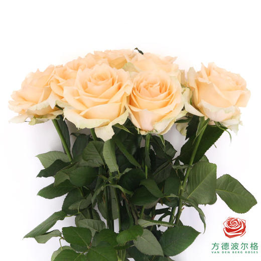 【限时特惠】蜜桃雪山*120枝（荷冠长度随机发 不包邮） 商品图0