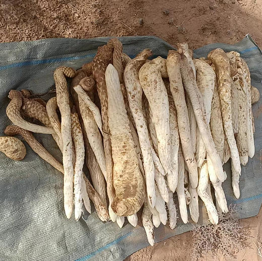 正安荒漠肉苁蓉 甄选阿拉善鲜品肉苁蓉 冬补养身，润补之选  冷链运输 保鲜送达1500g/箱 商品图1