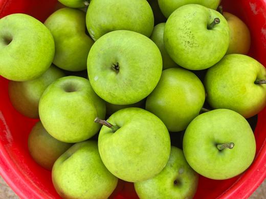 【采购下架】【助农】山水龙城秭归梨子香甜脆梨青皮梨子5斤装中果（净重4.5斤，12个及以内） 商品图2