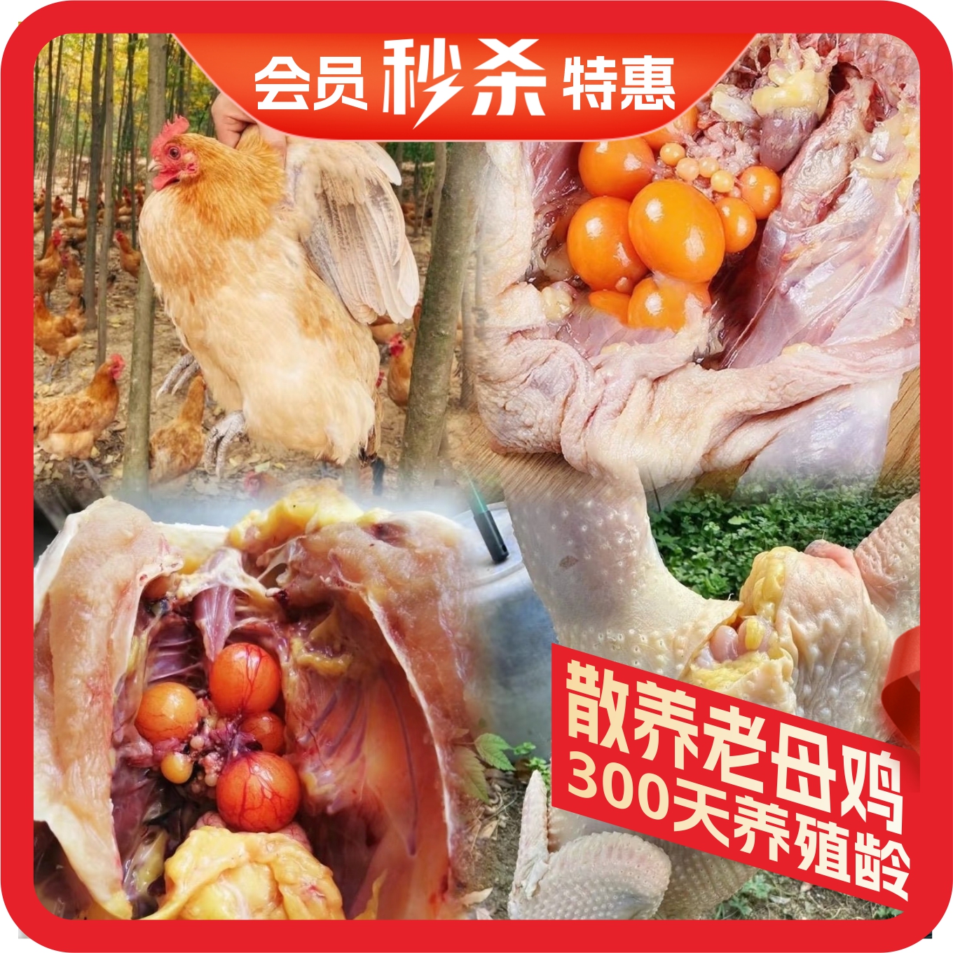 桂柳【会员秒杀】~散养老母鸡