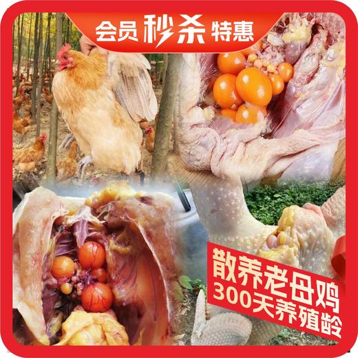 桂柳【会员秒杀】~散养老母鸡 商品图0