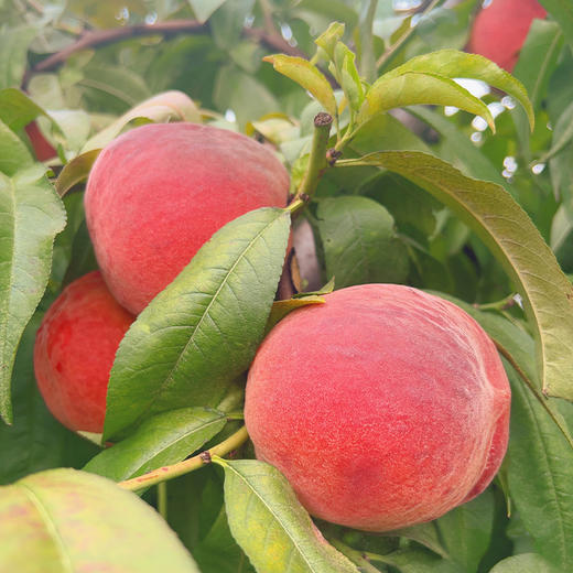 新鲜水果 郧阳青山黄桃 软黄桃（黄桃成熟度较高，介意勿拍）2斤装 商品图3