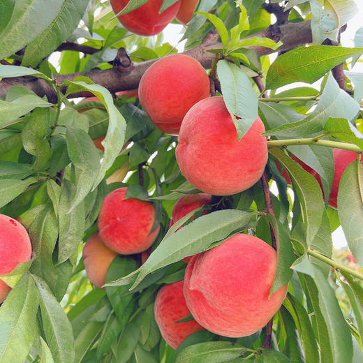 新鲜水果 郧阳青山黄桃 软黄桃（黄桃成熟度较高，介意勿拍）2斤装 商品图2