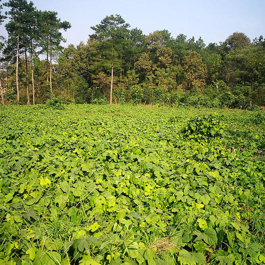 正安国货 有机野生葛根粉 7道工艺慢磨细滤 自然清香 清凉滋润 250g/罐 商品图2