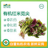 有机红米苋尖 500g 商品缩略图0