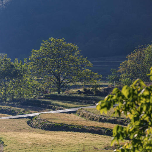 6天5晚【香格里拉环线 | 松赞云南6天5晚自由行】暑期/国庆可用！云南松赞系列酒店组合搭配，包含接送机及全程用车、每日早餐及酒店内下午茶、松赞林寺景点门票、酒店内及周边免费活动！~ 商品图3