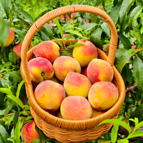 新鲜水果 郧阳青山黄桃 软黄桃（黄桃成熟度较高，介意勿拍）2斤装