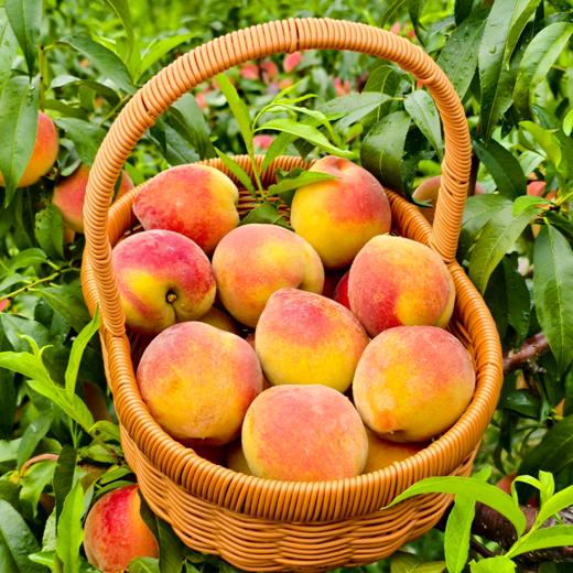 新鲜水果 郧阳青山黄桃 软黄桃（黄桃成熟度较高，介意勿拍）2斤装 商品图0