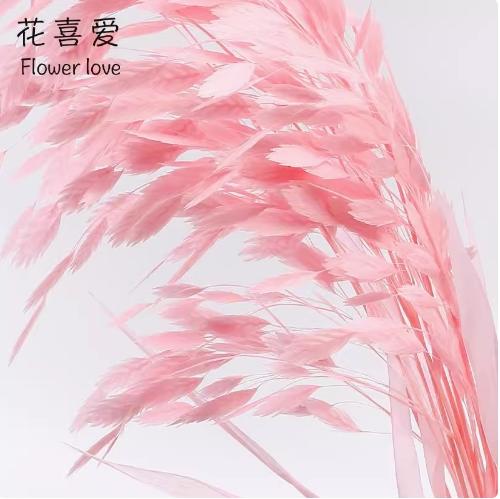 永生花小盼草 商品图4