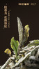 名山典藏·白牡丹2025·收藏装520g(260g*2) 商品缩略图6
