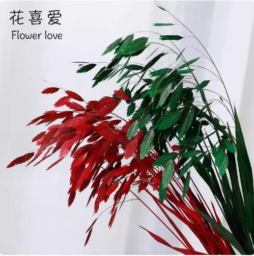 永生花小盼草 商品图0