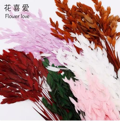 永生花小盼草 商品图2