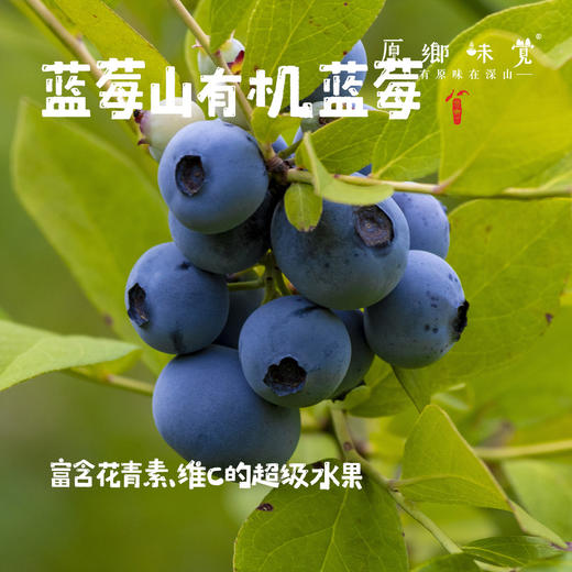 有机蓝莓【基地直发-顺丰包邮】|1kg/件（125g*8盒） 来自江苏南京，生产者：周永平【合作生产，公平贸易】 商品图0