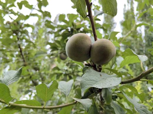 （预售，8.10号起发货）新疆恐龙蛋3斤装   顺丰发货  爽口当季新鲜水果   产地：新疆阿克苏【臻选好果】 商品图5