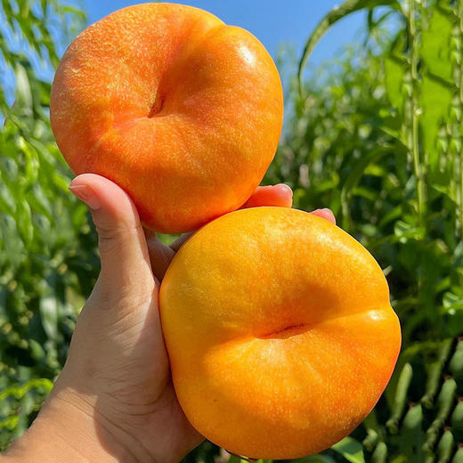 【臻选好果】彩虹黄金油蟠桃4.5-5斤   顺丰发货 产地山东蒙阴 商品图1