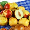 陕西大荔冬枣 时令脆甜枣子  产地：陕西【臻选好果】 商品缩略图1