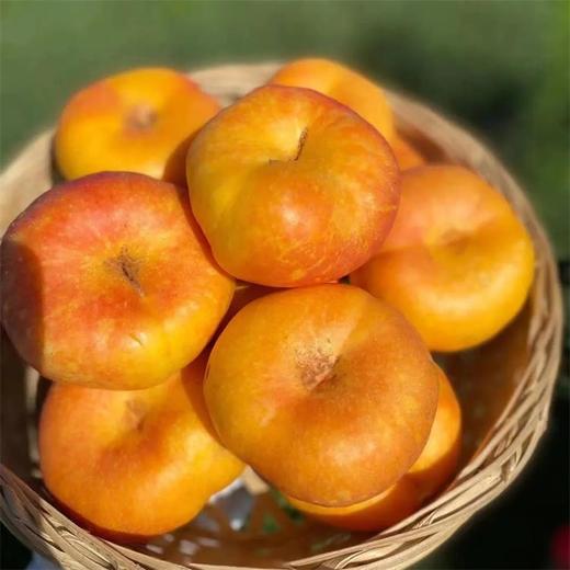 【臻选好果】彩虹黄金油蟠桃4.5-5斤   顺丰发货 产地山东蒙阴 商品图5