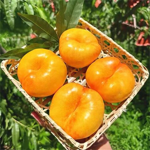 【臻选好果】彩虹黄金油蟠桃4.5-5斤   顺丰发货 产地山东蒙阴 商品图3