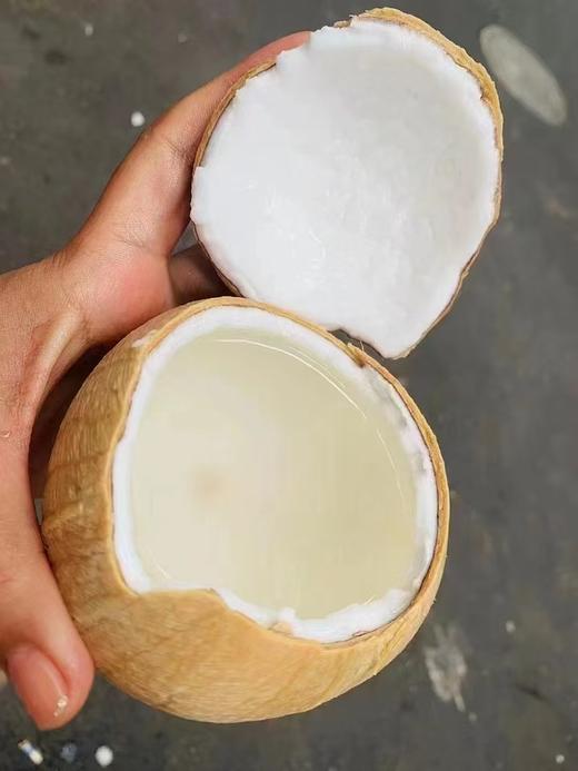 东泰国宝椰皇 商品图2