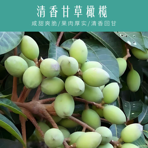 【果肉厚实，清香回甘~】甘草橄榄年货特产 甘草橄榄爽脆香草橄榄 零食下午茶工夫茶点心-QA 商品图1