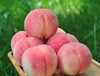 晚湖景水蜜桃〔龙泉好礼〕【水果】 商品缩略图2