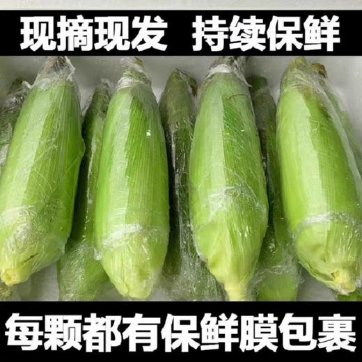河谷上方 现摘水果玉米新鲜净重9斤蔬菜糯甜玉米 商品图6