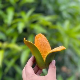 攀枝花椰香芒  当季新鲜水果，产地：四川【臻选好果】