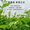 武阳春雨（花茶）100g/袋 商品缩略图4