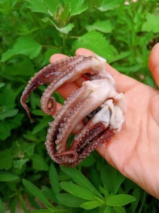 鱿鱼须（鱿鱼头），口感脆爽，营养丰富，毛重500g/板，出口品质，无泡水，无泡药，无任何添加。辽宁省内包邮，省外不发。 商品图3