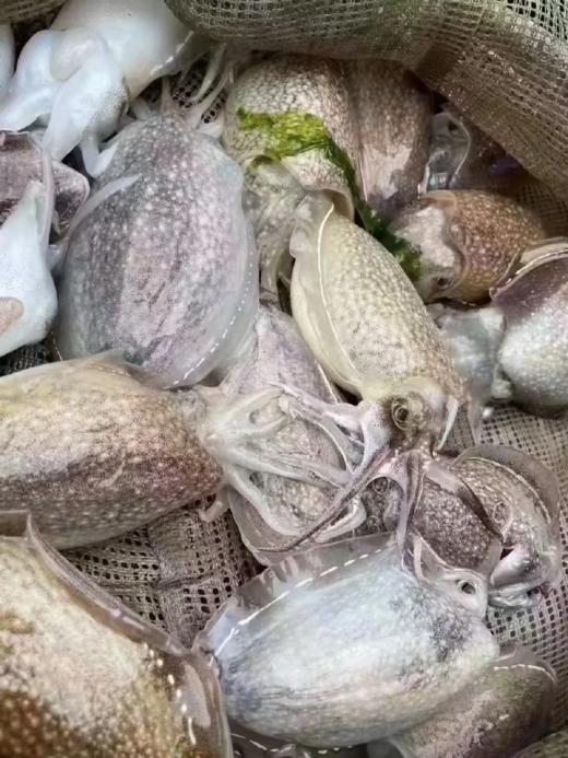 &本港小墨鱼，墨鱼宝宝！🦑一盒2-3个❗肉质嫩而肥厚，圆滚滚，肥嘟嘟👍【活冻】 商品图5