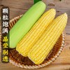 河谷上方 现摘水果玉米新鲜净重9斤蔬菜糯甜玉米 商品缩略图0