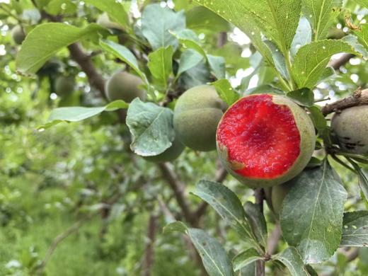 （预售，8.10号起发货）新疆恐龙蛋3斤装   顺丰发货  爽口当季新鲜水果   产地：新疆阿克苏【臻选好果】 商品图4