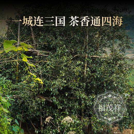 清新淡雅柏木香 【山神庙】2023年春茶云南普洱茶区江城山神庙大山古树纯料普洱生茶饼357g 商品图1