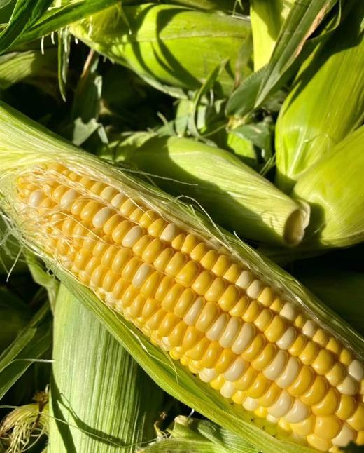 河谷上方 现摘水果玉米新鲜净重9斤蔬菜糯甜玉米 商品图5