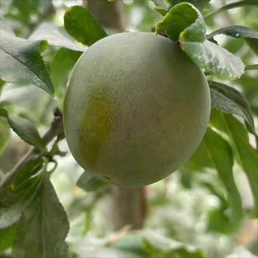 （预售，8.10号起发货）新疆恐龙蛋3斤装   顺丰发货  爽口当季新鲜水果   产地：新疆阿克苏【臻选好果】 商品图2