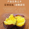 【正宗海南桥头地瓜 中果】约3斤左右/份（中果） 商品缩略图2