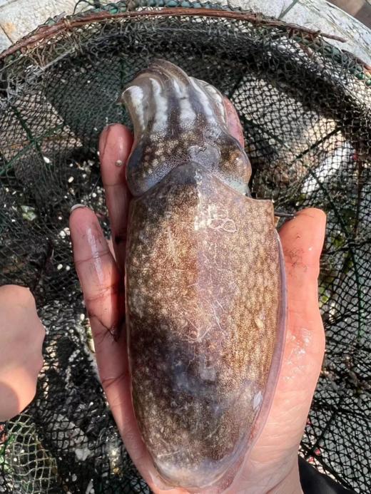 &本港小墨鱼，墨鱼宝宝！🦑一盒2-3个❗肉质嫩而肥厚，圆滚滚，肥嘟嘟👍【活冻】 商品图1