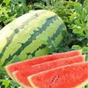 宁夏西瓜 商品缩略图0