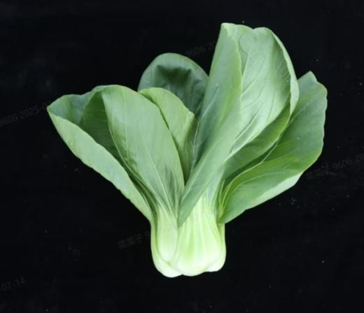 [专业种子] “艳青”青菜种子 商品图0