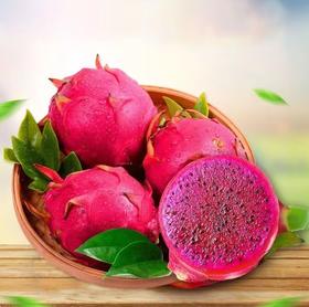 蜜宝火龙果大果2个装