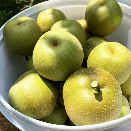水果优选-建宁翠冠梨，来自闽北山间的翡翠明珠，脆嫩多汁鲜甜爽口 商品图10