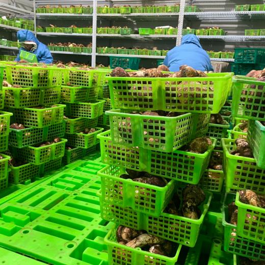 【2025年香格里拉 新鲜野生松茸】顺丰空运到家 自然清香 营养美味 层层筛选 品质松茸 第一批数量稀少 精选香格里拉野生松茸 带有独特松香气息 未开伞 商品图2