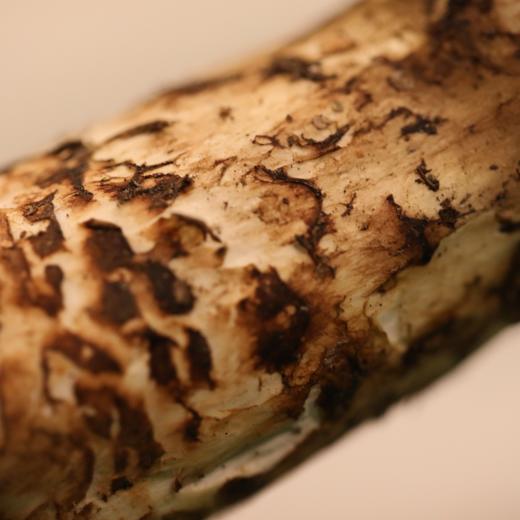 【2025年香格里拉 新鲜野生松茸】顺丰空运到家 自然清香 营养美味 层层筛选 品质松茸 第一批数量稀少 精选香格里拉野生松茸 带有独特松香气息 未开伞 商品图3