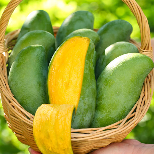 广西桂七芒果10斤礼盒装（净重9斤14-16个单果300克+） 商品图0