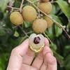 生态龙眼 | 绿家自产 * Eco-longan | In-House Production 商品缩略图0