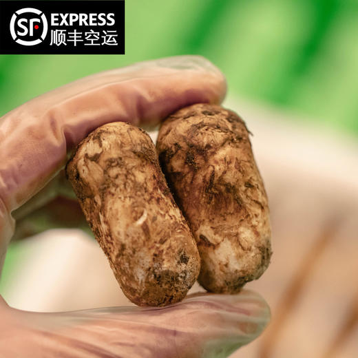 【2025年香格里拉 新鲜野生松茸】顺丰空运到家 自然清香 营养美味 层层筛选 品质松茸 第一批数量稀少 精选香格里拉野生松茸 带有独特松香气息 未开伞 商品图0